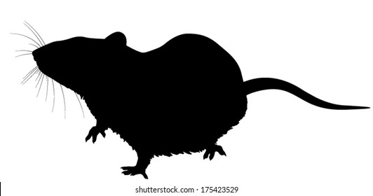 Vector silhouette of the Rat. Whiskers as a separate layer.