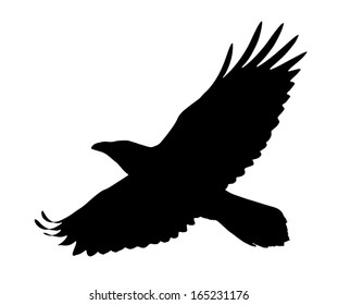 Vector silhouette of the Raven in flight.