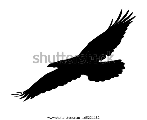 Vector Silhouette Raven Flight Stock Vector (Royalty Free) 165231182 ...