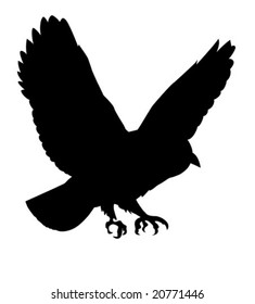 vector silhouette of the ravenous bird on white background