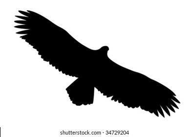 vector silhouette of the ravenous bird on white background