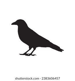 Vector silhouette ravens birds outline sxa