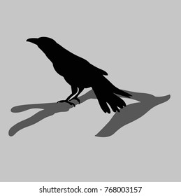 vector, silhouette ravens, isolated