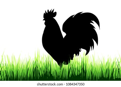 Vector silhouette of rooster on a meadow on white background.