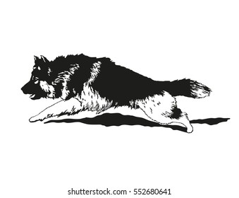 Vector silhouette of a running dog (german shepherd)