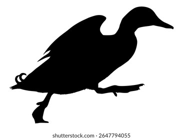 Vector Silhouette Of A Running Duck.
