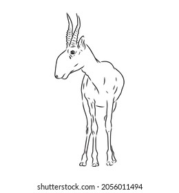 silueta vectorial saiga en el fondo blanco saiga vector animal