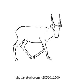 vector silhouette saiga on white background saiga animal vector