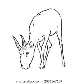 vector silhouette saiga on white background saiga animal vector