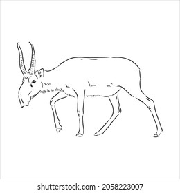vector silhouette saiga on white background saiga animal vector