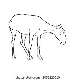 vector silhouette saiga on white background saiga animal vector