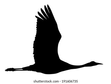 Vector silhouette set of the Crane in flight.