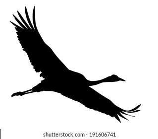 Vector silhouette set of the Crane in flight.