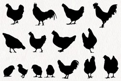 Vector Silhouette Set Of Detailed Quality Chickens - Hens, Poultry, Roosters, Cock And Baby Chicks In Farm