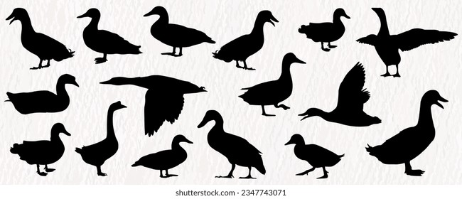 Vector silhouette set of detailed quality duck, goose and baby duck in farm
