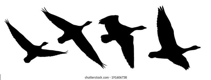 Vector silhouette set of the geese in flight.