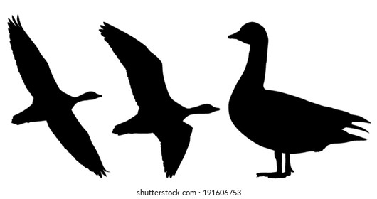 Vector silhouette set of the geese in flight and standing.