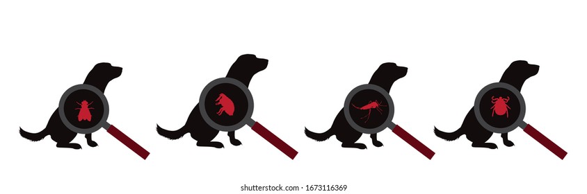 Vector silhouette of set of insect under magnifying glass sitting on dog on white background. Symbol of insect who annoying animal.