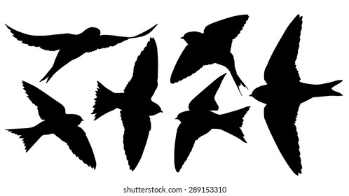 Vector silhouette set of Martins in flight.