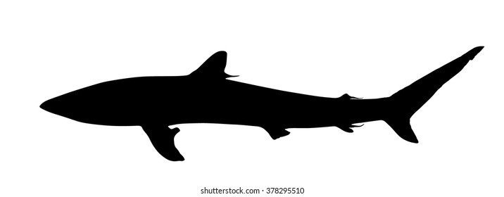 Vector silhouette of Shark.
