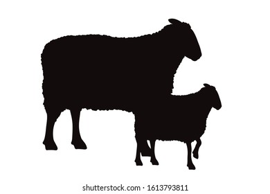 Vector silhouette of sheep family on white background. Symbol of wild mother and baby stay together on the farm.