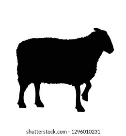 Vector silhouette of sheep on white background.