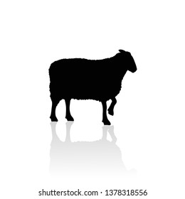 Vector silhouette of sheep on white background.Symbol of animal and nature.