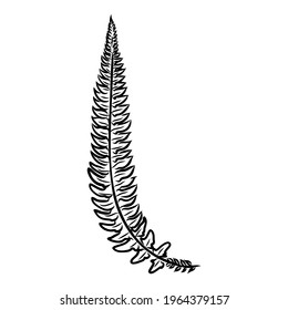 vector silhouette sheet fern on white background