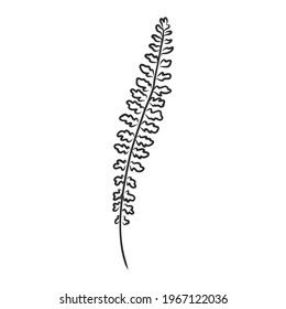 vector silhouette sheet fern on white background