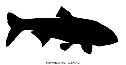 Vector silhouette of Silver Carp.