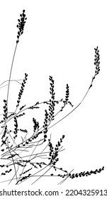 vector silhouette sketch of dry grass and flowers on a white background