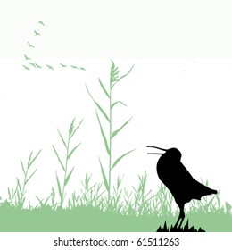 vector  silhouette of the snipe