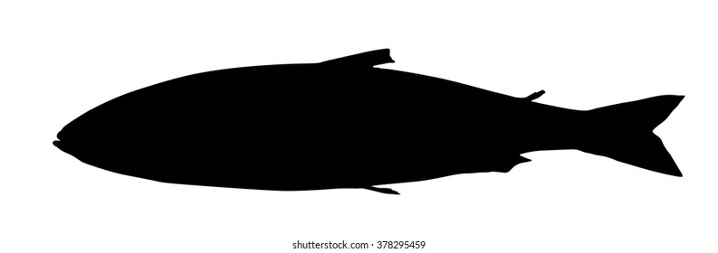 Vector silhouette of Sockeye Salmon.