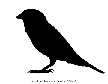 Sparrow Isolated Stock Vectors, Images & Vector Art | Shutterstock