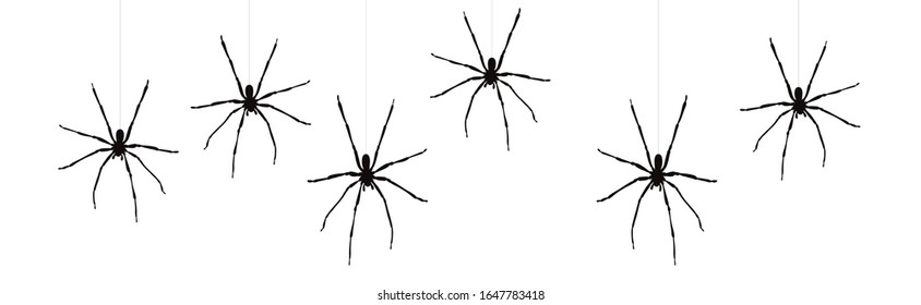 Vector silhouette of spider on white background. Symbol of annoy insect.