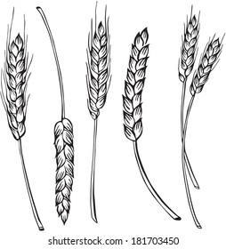 vector silhouette of spikelets 