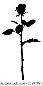 Vector silhouette of a stalk of rose, isolated against white. 