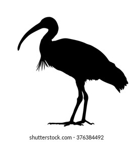 Vector silhouette of standing African Sacred Ibis.