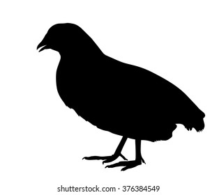 Vector silhouette of standing Common quail.