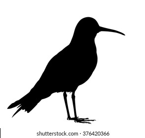 Vector silhouette of standing Curlew Sandpiper.