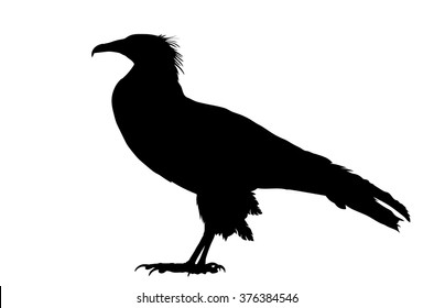 Vector silhouette of standing Egyptian Vulture.