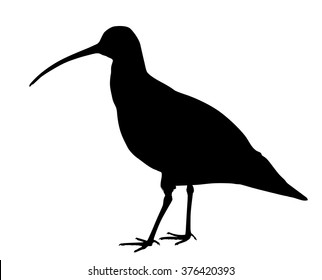 Vector silhouette of standing Eurasian Curlew.