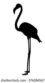 Vector silhouette of standing Flamingo.