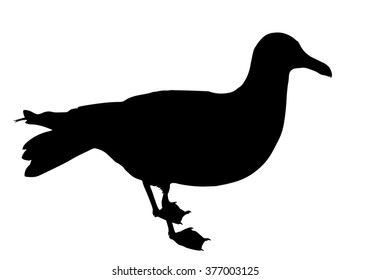 Vector silhouette of standing Glaucous Gull.