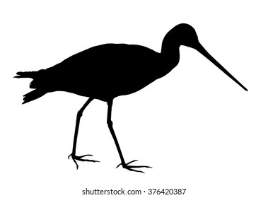 Vector silhouette of standing Godwit (bird).