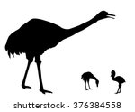 Vector silhouette of standing Greater Rhea with Chicks.
