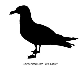 Vector silhouette of standing Herring Gull.