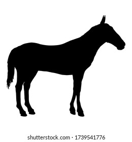 Vector Silhouette of Standing Horse