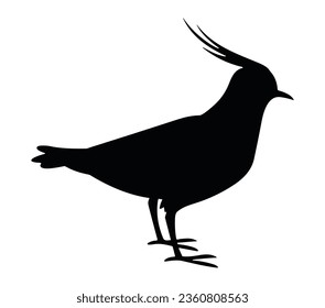 Vector silhouette of standing Lapwing.