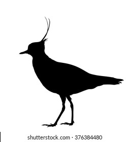 Vector silhouette of standing Lapwing.